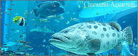 沖縄美ら海水族館